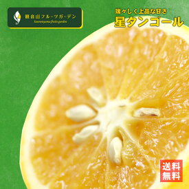 星タンゴール 5kg （A級B級混合） 清見オレンジの枝変わり種 和歌山県産 観音山フルーツガーデン 送料無料