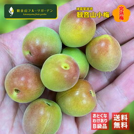 紀ノ川小梅 小梅しゃん 完熟梅 ご家庭用 訳あり B級品 2kg 和歌山県産小梅 観音山フルーツガーデン 送料無料