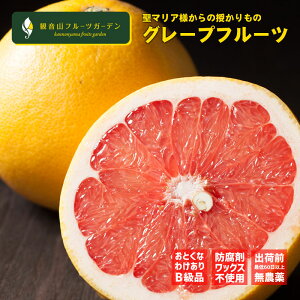 YO[vt[c X^[r[ 󂠂肦 1kg ωRt[cK[f 