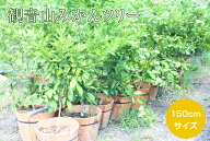 観音山みかんツリー150cmサイズ