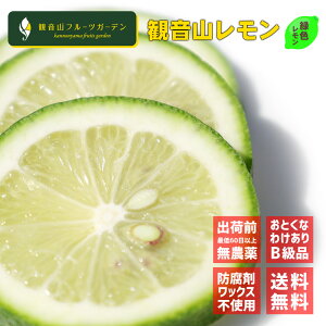  Y VcÉ̊ωR ʔ炪ΐF̃O[ 킯 Bi ĂΖ 9kg ωRt[cK[f 