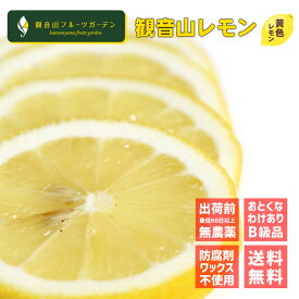 レモン 国産 天皇陛下献上の観音山レモン 果皮が黄色のイエローレモン わけあり B級品 おてんば娘 3kg 観音山フルーツガーデン 送料無料