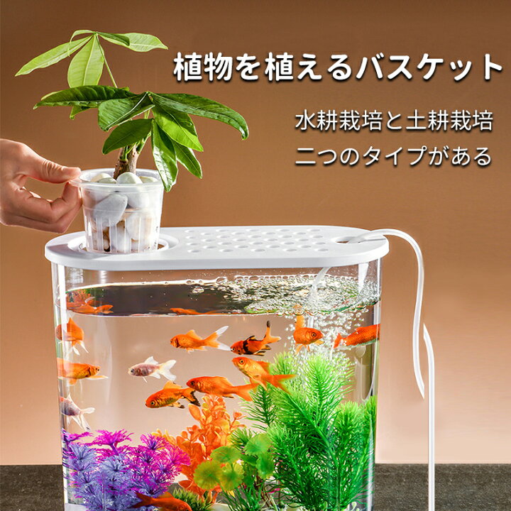 楽天市場】金魚鉢 卓上 すいそう おしゃれ 小型水族館 かわいい 