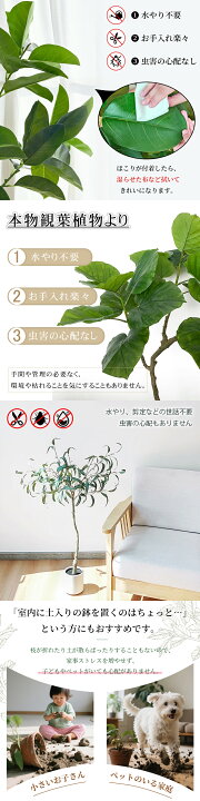 楽天市場】RAKU ウンベラータ フィカス ユーカリ フェイクグリーン 