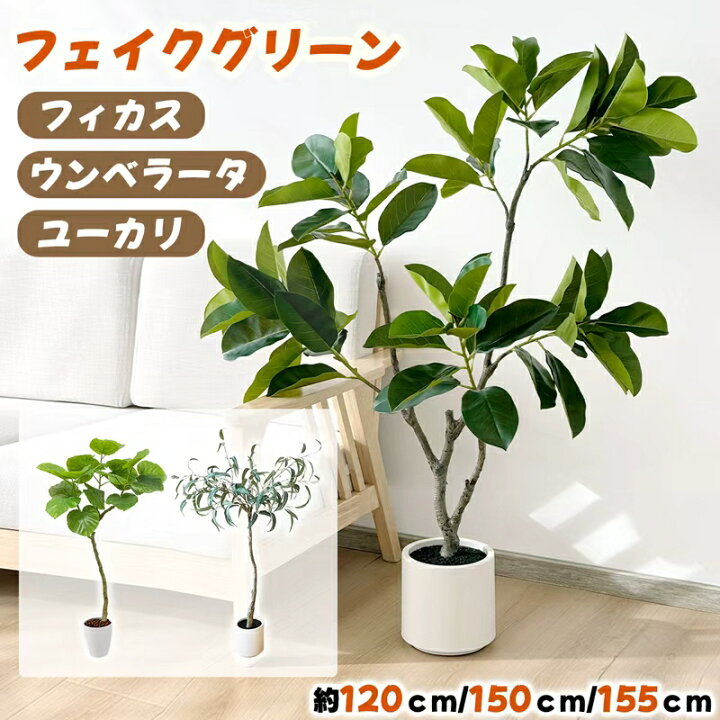 楽天市場】【週末限定SALE】RAKU ウンベラータ フィカス ユーカリ 