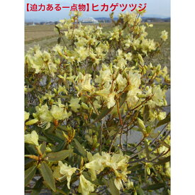 【迫力ある一点物】珍しいツツジ　黄花日陰ツツジ　ヒカゲツツジ　花芽いっぱいの古木のボリューム株春咲き　植木　極めて少ない特大苗です。送料無料、北海道、離島、沖縄は不可。注　開花株につき花の咲き進みはご理解ください
