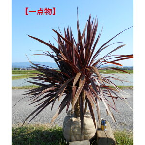 yXꉟizlC̏Ύ@RWl@bhX^[@@󏭂Ȋi@1.15m@܂ށ@_Ci~bN`@@A ؁@V{c[AAA