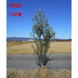 【現品発送】オリーブの木　シプレシーノ　シプレッシーノ株元の太さがあり　きれいな樹形　高さ約1.95m　鉢底含む シンボルツリー　庭木　植木送料無料ですが、北海道、離島、沖縄不可東北・九州は追加送料必要