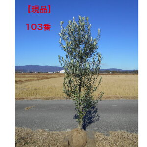 yizI[u̖؁@VvV[m@VvbV[m̑@ꂢȎ`@2.0m@܂ V{c[@؁@AؑłAkCAAs