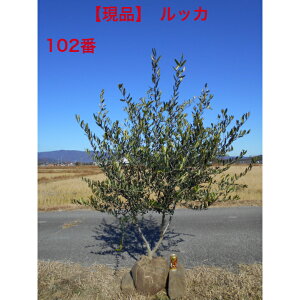 y_zI[u̖؁@bĴJbRCC`1.7m@ꂩ@O@V{c[ɂ1{łB؁@A؁@ReiK[fłAkCA