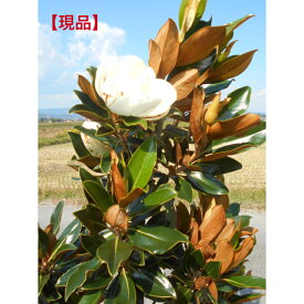 【現品】　四季咲きタイサンボク　リトルジェム庭木　植え木　シンボルツリー高さ約1.65m　根鉢含む　前後樹形のきれいな品　お値打ち品送料無料、沖縄、離島、北海道不可