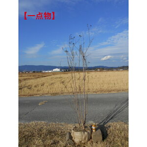 yiz@ꊔ2F̉Ԃ炭TXx@@ubN[t_Ch@@VĩubN[tōg̉Ԃ炫܂B 1.8m@ꂩA؁@؁@V{c