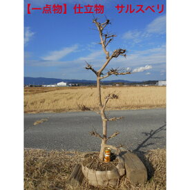 【現品】仕立物　段作り　サルスベリ伸び伸びの品ではなく段に仕立たお品高さ約1.35m　鉢底から　風格あるお品植木　庭木　シンボルツリー送料無料ですが、北海道、離島、沖縄不可。