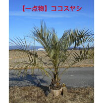 楽天市場】ココスヤシの通販