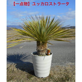 楽天市場】【一点物】耐寒性ユッカ ロストラータ極太いの幹立の株高さ 