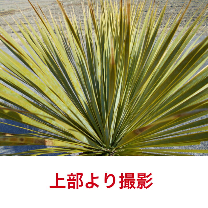 楽天市場】【一点物】耐寒性ユッカ ロストラータ極太いの幹立の株高さ 