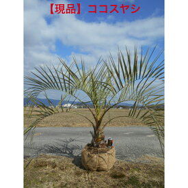 【選べる現品】人気の常緑樹　ココスヤシ　ダイナミック樹形　　将来性抜群の大苗。植木　庭木　シンボルツリー送料無料ですが、沖縄、離島、北海道は発送不可。