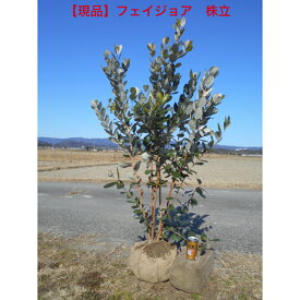 (現品）花も実も楽しめる　人気の常緑樹　フェイジョア　珍しい株立ち品 B高さ約1.5m　鉢底から　前後　シンボルツリー　庭木　植木　果樹送料無料、北海道、離島、沖縄不可。