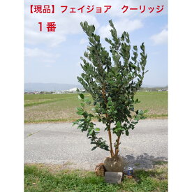 (現品）花も実も楽しめる　常緑樹　フェイジョア　品種　クーリッジ珍しい株立ち品　シンボルツリー　庭木　植木送料無料、北海道、離島、沖縄不可。