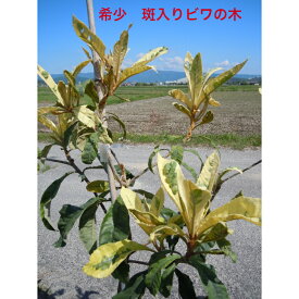 【現品】びわの木　珍しい　斑入りビワの木果樹　植木　庭木　シンボルツリー送料無料ですが、北海道、離島、沖縄は発送不可。