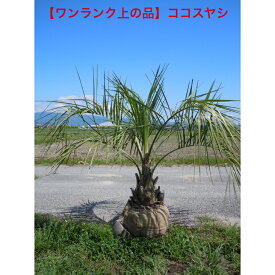 【ワンランク上】　極太　ココスヤシ　ダイナミック樹形　重厚感あります　高級感あるの大苗。高さ約1.3-1.4m　鉢底から　植木　庭木　シンボルツリー送料無料ですが、沖縄、離島、北海道は発送不可。