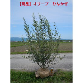 【選べる現品】オリーブの木　ひなかぜ　ヒナカゼかっこいい樹形　大株高さ約1.5-1.7m　根鉢含む　前後　植木　庭木　葉張りのあるシンボルツリーにお似合いな1本です。送料無料ですが、北海道、離島、沖縄不可