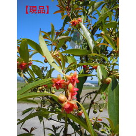 【現品】珍しい常緑樹　イリシウムヘンりー　赤花　しきみの仲間で珍しい赤花庭木　植木　シンボルツリー送料無料ですが、北海道、離島、沖縄不可