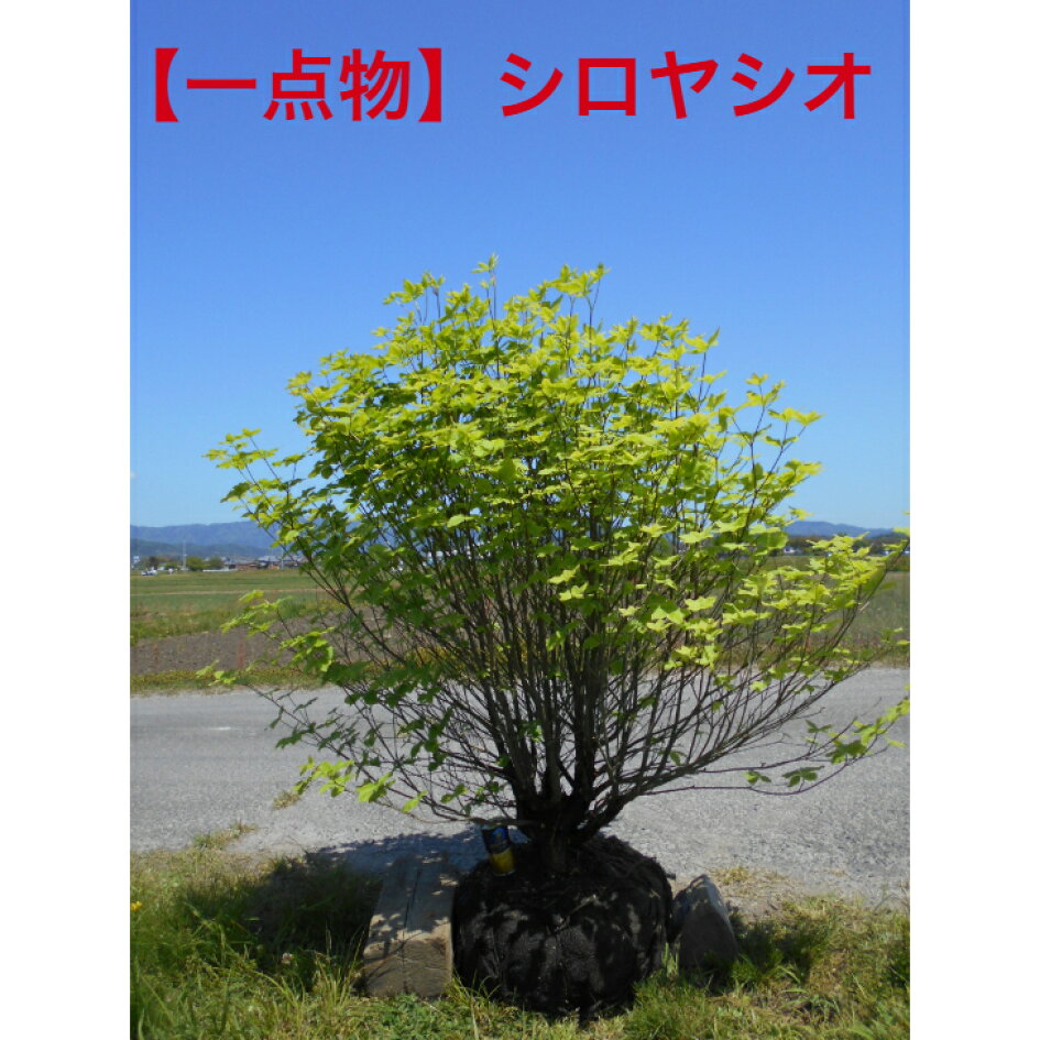 楽天市場 | 関西緑化楽天市場店 - 珍しい植え木や花取り揃えています