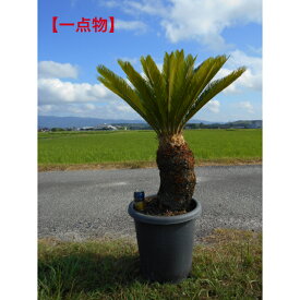 【ワンランク上の品】ソテツ　蘇鉄　極太い株元　　　　　　　　　　　　　　　　　　　　　　　12号鉢入り　大株極上の仕上がり品　7/10撮影植木　庭木　シンボルツリ−送料無料ですが、北海道、離島、沖縄は不可