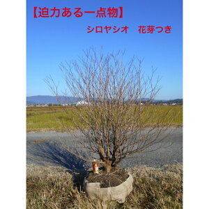 yiz󏭃ccW@VVIccW@ 劔1.3m@ꂩ@t1.1m@͂{[@MdȉԉÖ؂̑݊ɏi