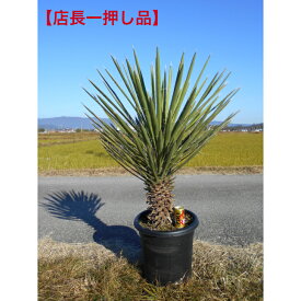 【現品】希少ユッカ　フィリフェラ極太い株元　12号鉢入りシンボルツリー　植木送料無料ですが、北海道、離島、沖縄不可