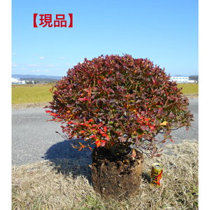 yizd@hE_ccW@ʍ@ʎd@劔@`ꂢȕit55×55Z`@OɃ{[肨ɃCpNg^1{łB؁EA؁EV{c