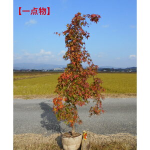 y_zgti@V_~W@iEZj~W@EZ~W1.8m@ꂩ@iɏ̎dオi@11/21׎Be@A؁@؁@V{c[