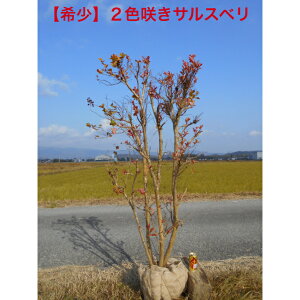 yizꊔ2F̉Ԃ炭TXxčՂiyp[~g[XjƎԂ2F獂1.6m@ꂩ@i邨iA؁@؁@V{c[łAkCA