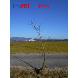 【一点物】曲のある味わいある逸品ネジキ　高さ約1.8m　鉢底含む　前後　　植木　庭木　シンボルツリー送料無料ですが、北海道、離島、沖縄不可