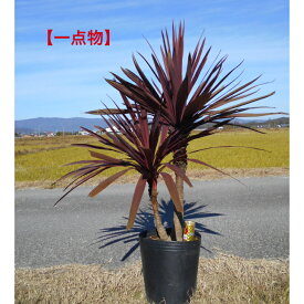 【店長一押し品】人気の常緑樹コルジリネ　レッドスター　かっこいい珍しい株立幹立の流通少ない貴重なお品絵になるお品です。　大株　11/23入荷植木 庭木　シンボルツリー注北海道、離島、沖縄不可多少葉痛みあります