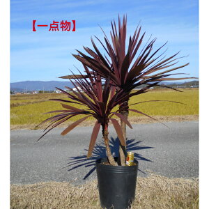 yXꉟizlC̏ΎRWl@bhX^[@̗ʏȂMdȂiGɂȂ邨iłB@劔@11/23אA ؁@V{c[kCA