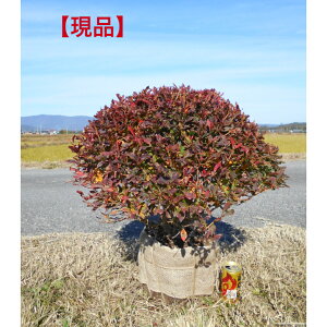 yizd@hE_ccW@ʍ@ʎd@劔@`ꂢȕit55×55Z`@OɃ{[肨ɃCpNg^1{łB؁EA؁EV{c