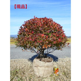 【現品】仕立物　ドウダンツツジ　玉作り　玉仕立　大株　樹形がきれいな品葉張り約60×60センチ　前後非常にボリュームがありお庭にインパクト与える1本です。庭木・植木・シンボルツリー送料無料ですが、沖縄、離島、北海道、不可。