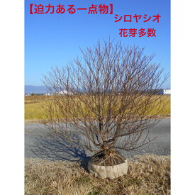 【一点物】シロヤシオツツジ　 特大株花芽がすごい　貫禄あります。高さ約1.4m　鉢底含む　葉張り約1.2m　 　　　　　　　　　　　　　　　　植木　庭木　シンボルツリー　　　　迫力あるボリュームがあり、存在感ある品送料無料、沖縄、離島、北海道不可