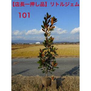 yXꉟiz@^CT{N@gWF1.65m@܂ޒ؁@A؁@V{c[@i@łAkCAAs