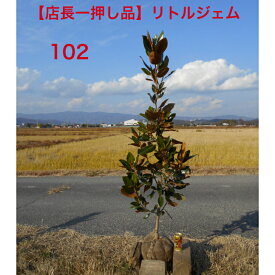 【店長一押し品】　タイサンボク　リトルジェム高さ約1.6m　鉢底含む 撮影時花芽つき庭木　植え木　シンボルツリー　現品発送　送料無料ですが、北海道、離島、沖縄不可
