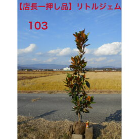 【店長一押し品】　タイサンボク　リトルジェム高さ約1.7m　鉢底含む 撮影時花芽つき庭木　植え木　シンボルツリー　現品発送　送料無料ですが、北海道、離島、沖縄不可