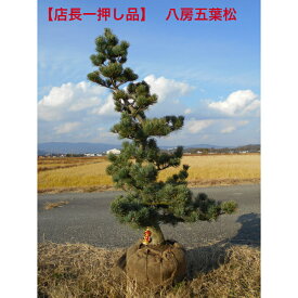 【店長一押し品】　株元の太さも際立つ　仕立物　八房五葉松　高さ約1.25m　鉢底から植木　庭木　シンボルツリー送料無料ですが、北海道、離島、沖縄は不可東北九州は追加送料必要。