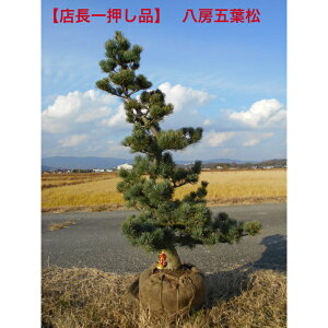 yXꉟiz@̑ۗ@d@[ܗt@1.25m@ꂩA؁@؁@V{c[łAkCAA͕skB͒ǉKvB