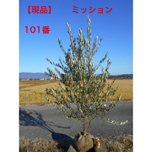 yXꉟizI[u̖؁@~bV̑肩`1.8m@܂ށ@t1.0m@{[V{c[ɂ1{łBؑłA