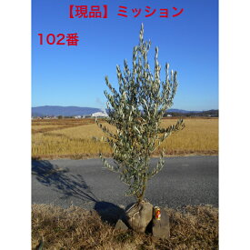 【店長一押し品】オリーブの木　ミッション株元の太さがありかっこいい樹形高さ約1.85m　鉢底含む　葉張り約0.8m　ボリューム株シンボルツリーにお似合いな1本です。庭木送料無料ですが、北海道、離島、沖縄不可