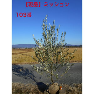 yXꉟizI[u̖؁@~bV̑肩`1.8m@܂ށ@t0.9m@{[V{c[ɂ1{łBؑłA