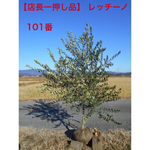 yXꉟizI[u̖؁@b`[m{[`2.0m@܂ށ@t1.3m@_Ci~bN`A؁@؁@V{c[łAkCA