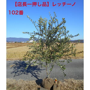 yXꉟizI[u̖؁@b`[m{[` 12/6Be1.9m@܂ށ@t1.3m@_Ci~bN`A؁@؁@V{c[łAkC